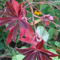 Euphorbia dulcis 'Chameleon' feuille